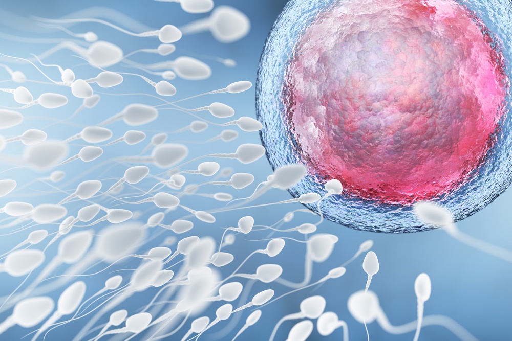 sperm and egg cell fertilization.jpg